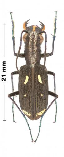 Réf. 245 113 : Ophryodera divergentemaculata